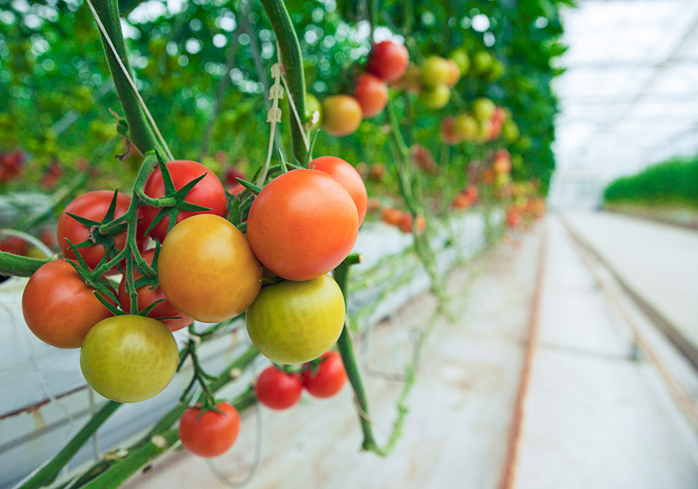 tomatoes-farm